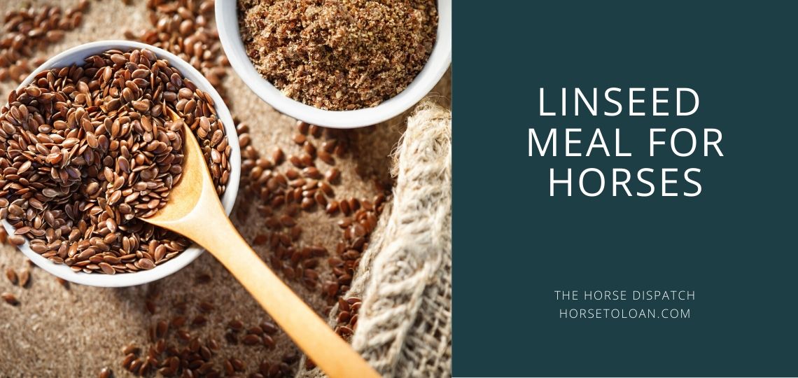 How Much Linseed Meal To Feed A Horse?