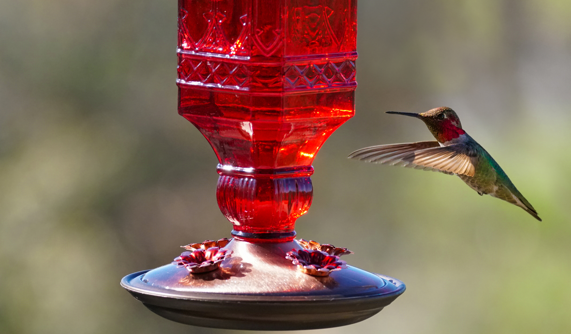 Is Food Colouring Safe for Birds?