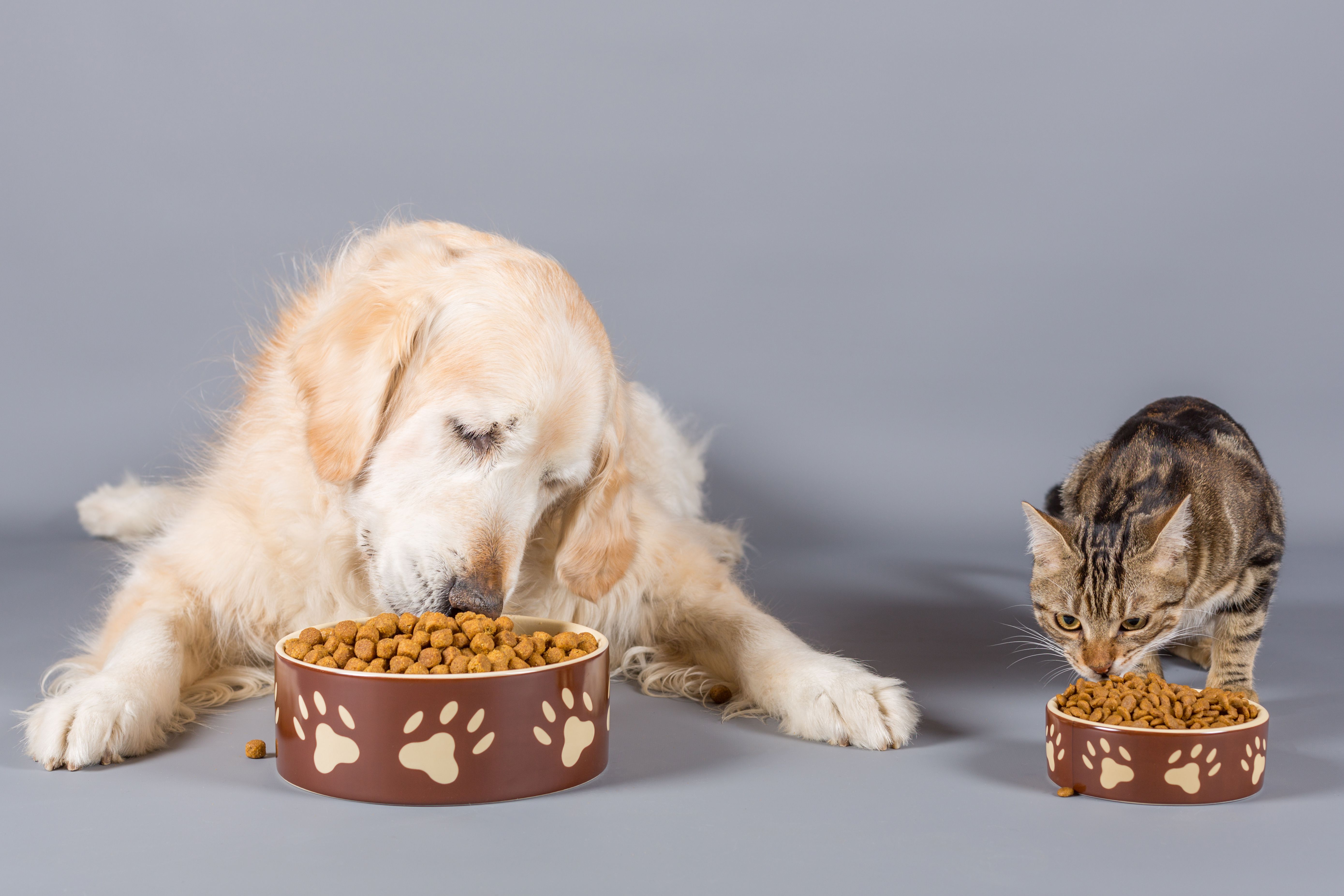 Can You Give Dry Cat Food to Dogs?