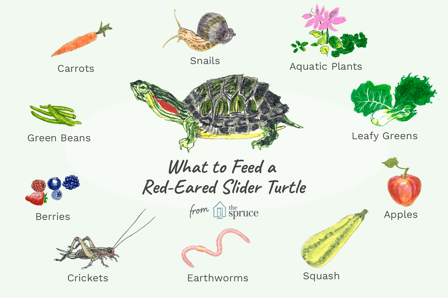 What Can I Feed My Turtle Besides Turtle Food?