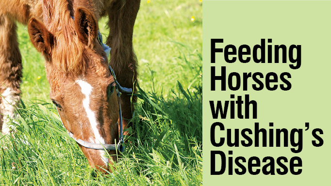 What is the Best Feed for a Horse With Cushings?