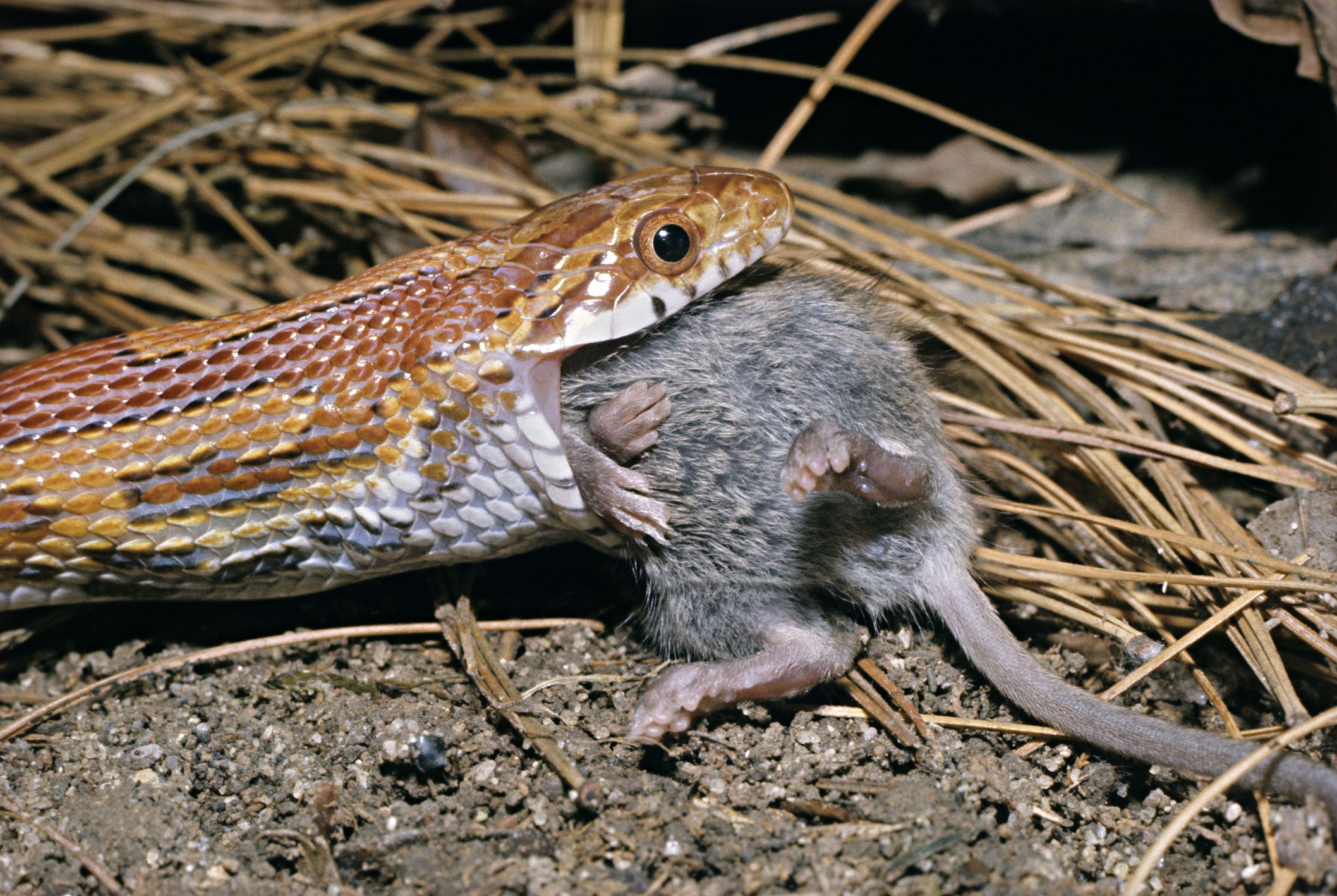 How Do They Kill Rats for Snake Food?