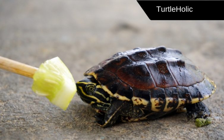 How Long Can a Pet Turtle Go Without Food?