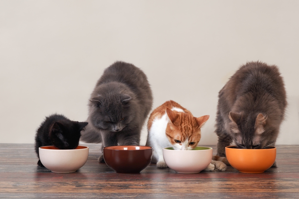 Can You Feed A Kitten Adult Cat Food 
