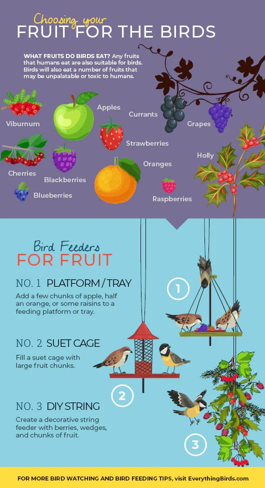 Tips for Feeding Birds in Different Seasons