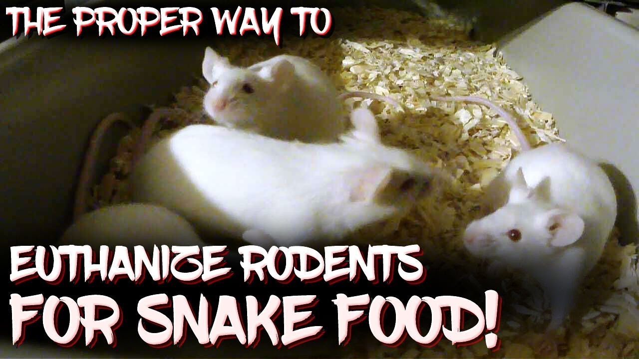 How to Euthanize Mice for Snake Food?