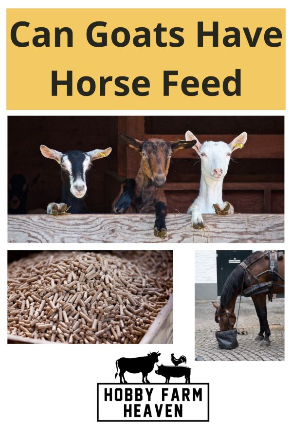 Can Goats Eat Horse Feed?