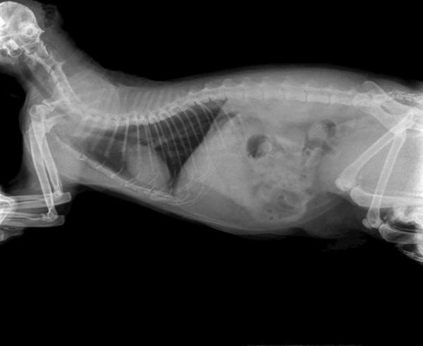 How to Treat Intestinal Blockage in Cats?