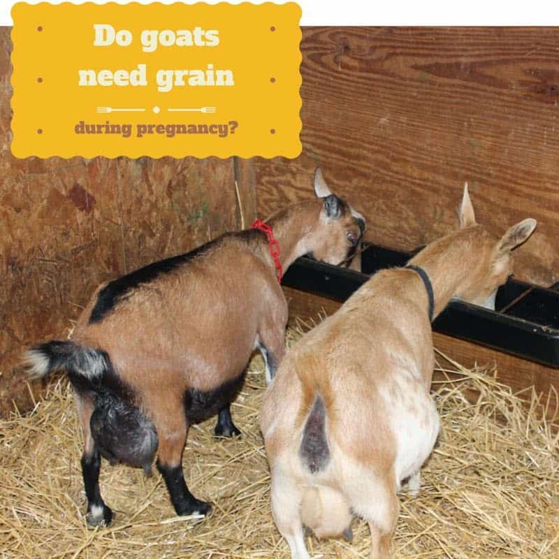 What to Feed a Pregnant Goat?