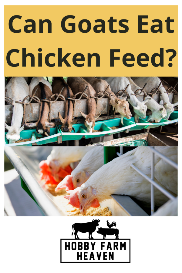 Can Goats Eat Chicken Feed?