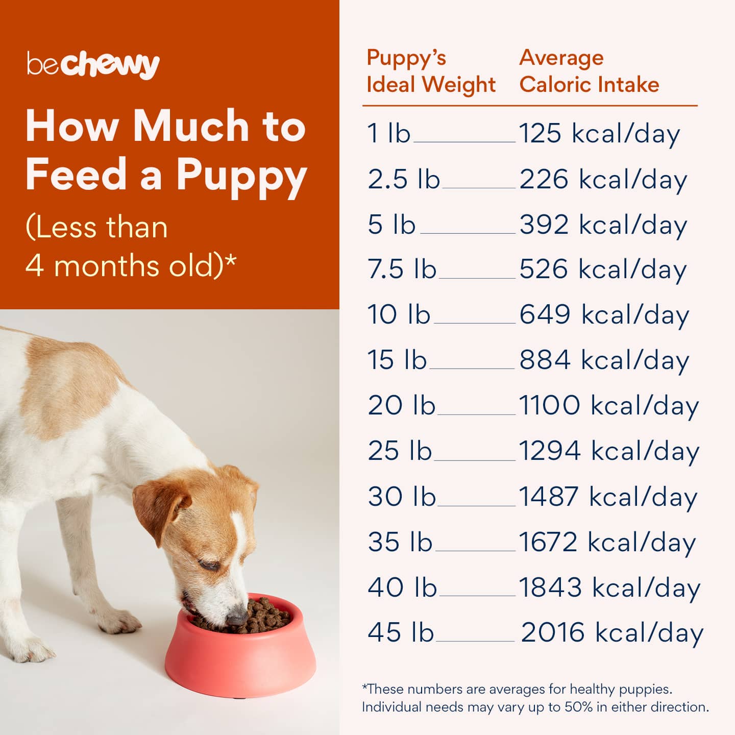 How Much Dry Food for Puppy?