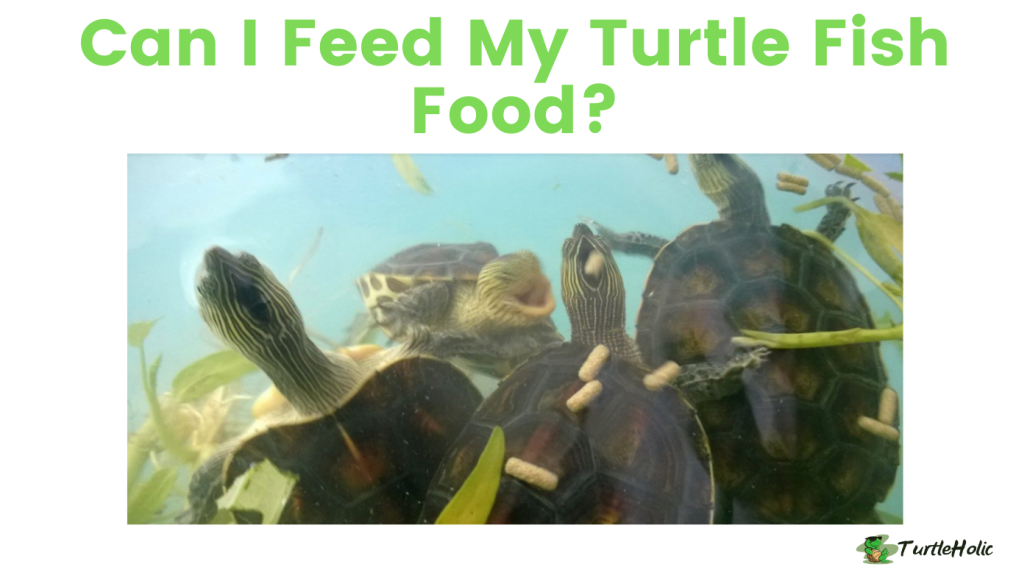 Can You Feed Turtles Fish Food?