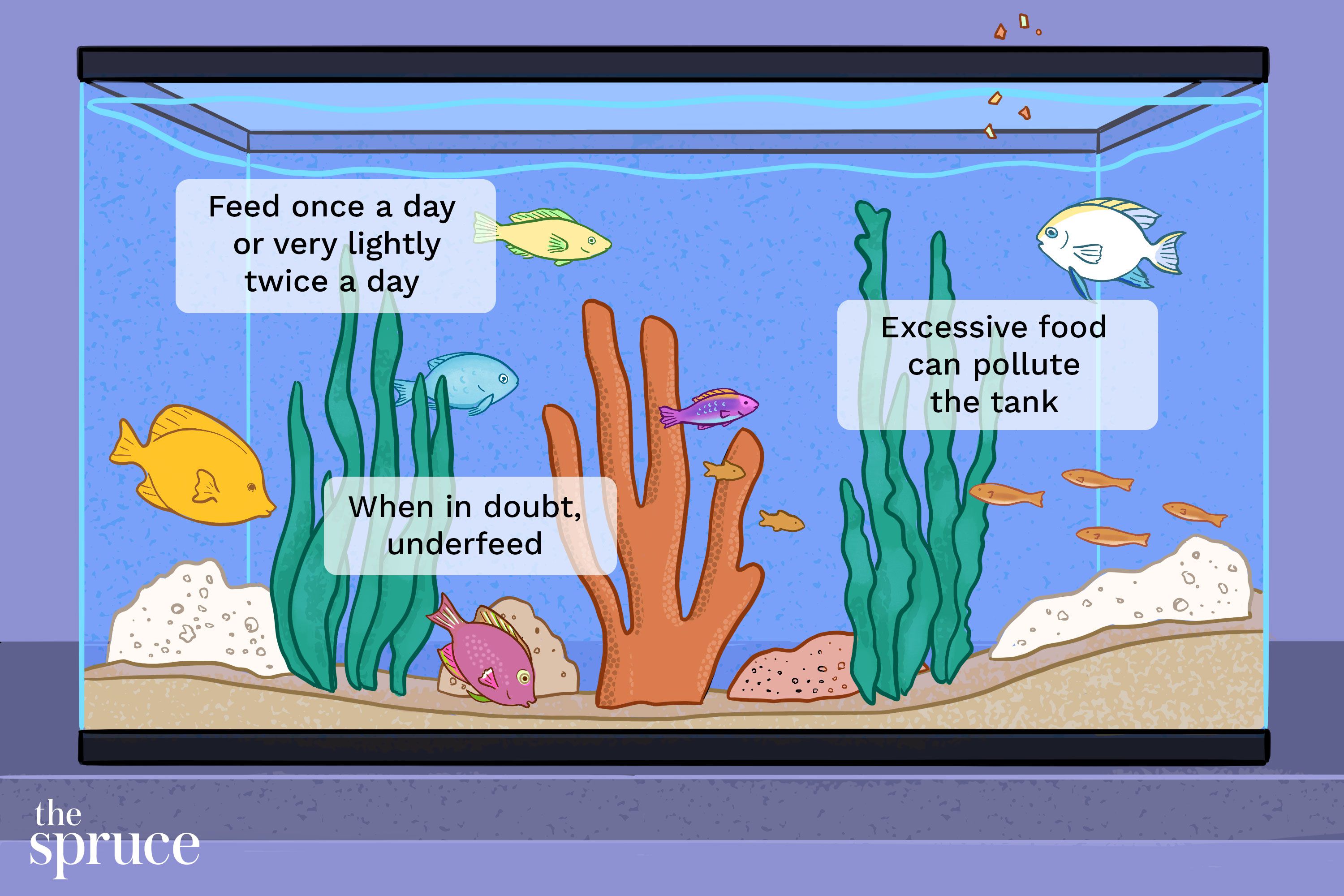 How to Determine the Appropriate Amount of Fish Food