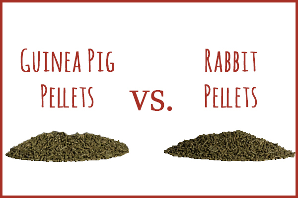 Can Guinea Pigs Eat Rabbit Food?