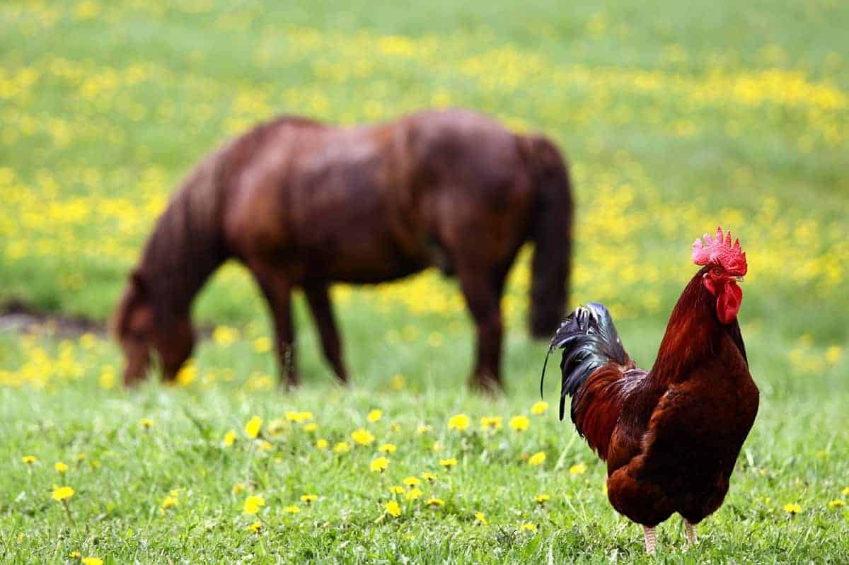 Can Horses Eat Chicken Feed?