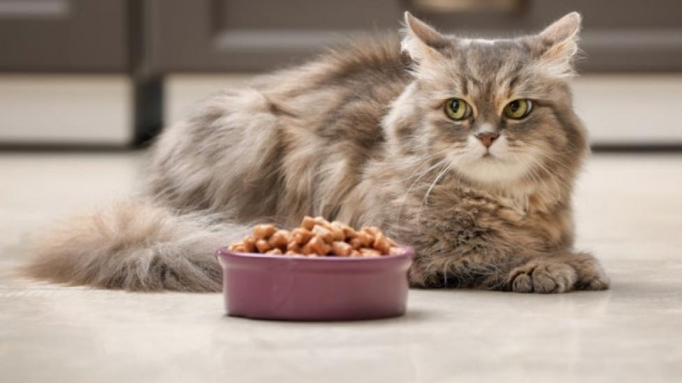 Can Cats Eat Dried Dog Food?