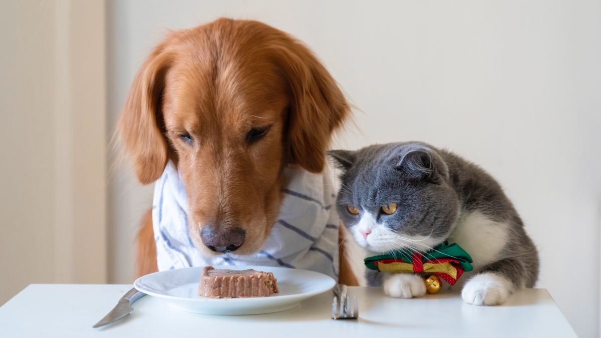 Can Cats Eat Wet Dog Food as a Treat?