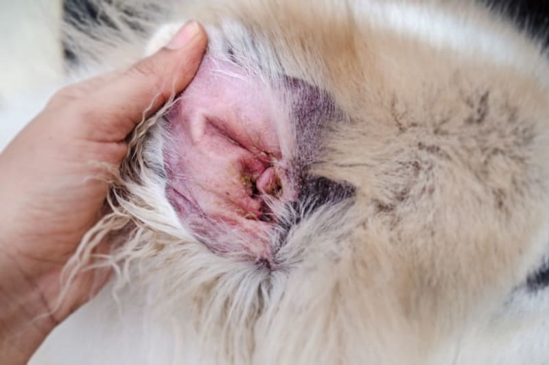 How to Treat Yeast Infection in Dogs Ears?