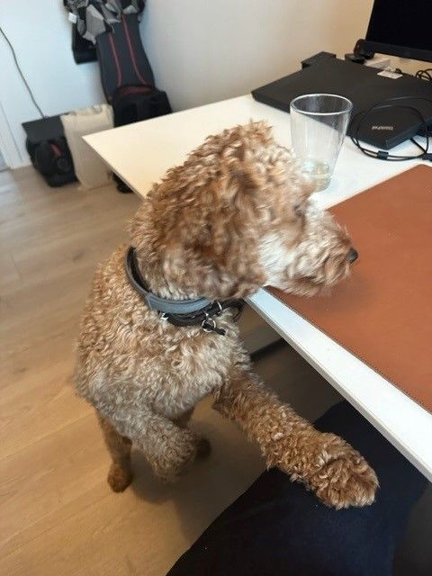 jack and the beanstalk slot